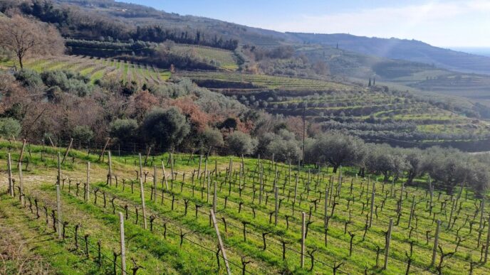 La Valle di Mezzane: Un'Unione di Vignaioli per Valorizzare il Territorio