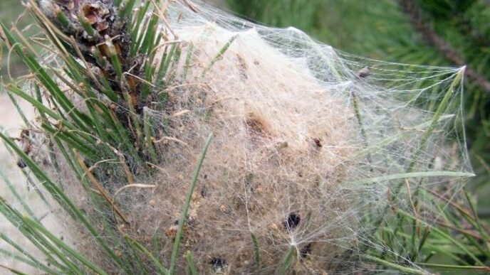 Nuovi dispositivi per il controllo della Processionaria nel parco naturale del Monte San Giorgio