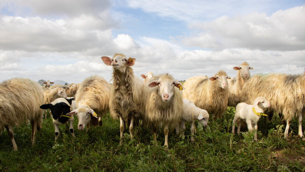 Progetto innovativo sulle carni ovine: risultati e prospettive per il settore sardo